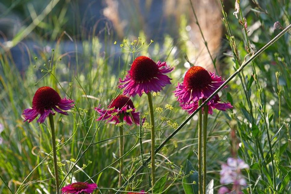 Gartenglück zum Anfassen – und Abschauen bietet die „Aktion Offener Garten“ am kommenden Wochenende.