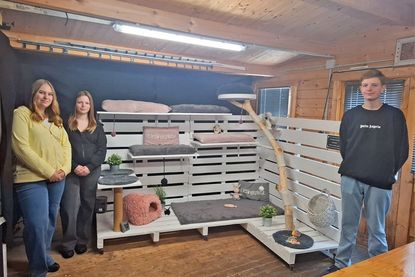 Eine hochwertige Katzenluxuslandschaft