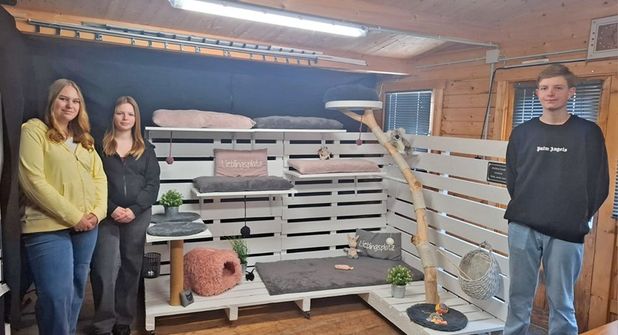 Eine hochwertige Katzenluxuslandschaft