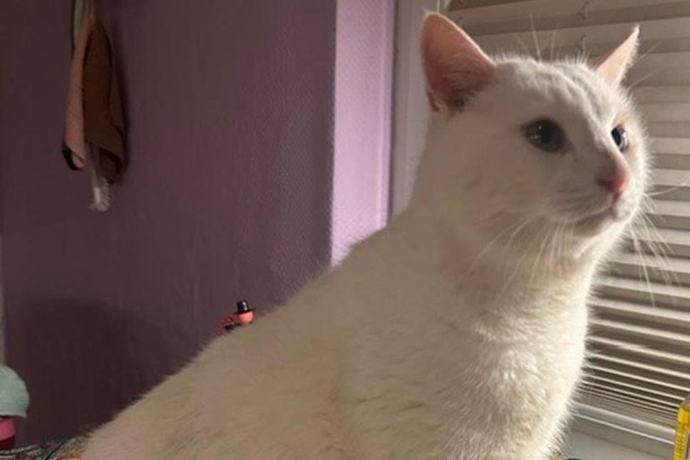 „Gandalf“ sucht ein neues Zuhause.