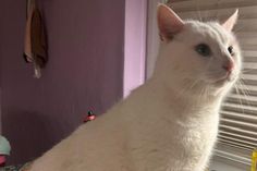 „Gandalf“ sucht ein neues Zuhause.