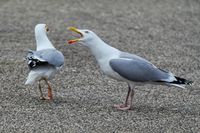 Ob Diskussion oder Beschwerde – bei diesen beiden Möwen an der Küste hat Achim Otto im richtigen Moment den Auslöser gedrückt.