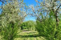 Blauer Himmel, grüne Wiesen und blühende Bäume – auf dem Museumshof in Lensahn zeigte sich der Frühling in diesem Jahr von seiner schönsten Seite. Sonja Drews hat diesen Moment mit der Kamera festgehalten.
