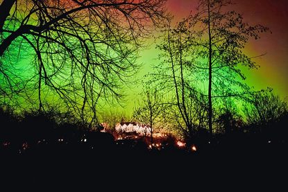 Die Strukturen der alten Linden und Erlen heben sich vor dem Polarlichthimmel über Schloss Plön ab.