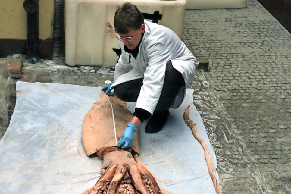 Ein Riesenkalmar mit über sechs Meter Gesamtlänge wird von Tintenfischforscher Volker Miske untersucht. Von einem rund sieben Meter langen Tier stammt der drei Meter lange konservierte Tentakel, der neben anderen seltenen Originalpräparaten in der Ausstellung zu sehen ist. (© Volker Miske)