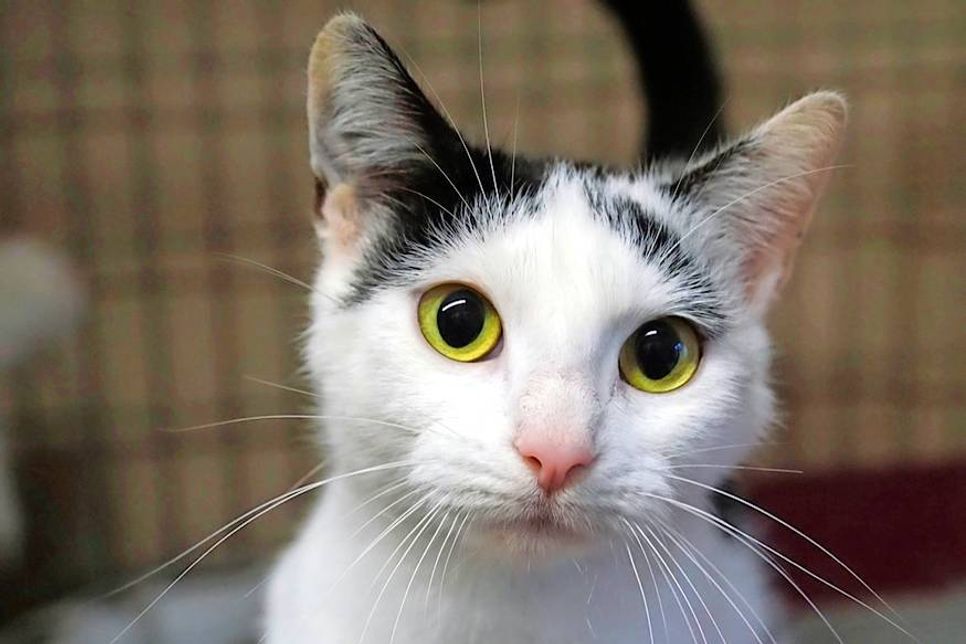 Yuki ist eine verschmuste, circa 1,5 Jahre alte, schwarz-weiße Katze. Bei Interesse bitte die Tierhilfe Ostholstein (in LQ) unter Tel. 04561/16267 kontaktieren. (red)