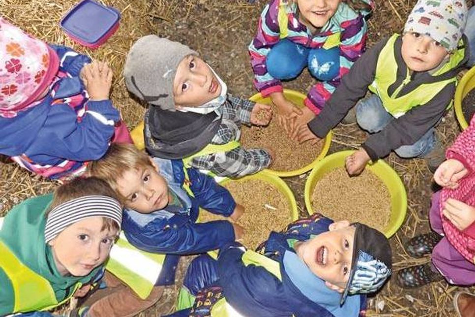 In Getreidekörnern zu wühlen - das macht Spaß!