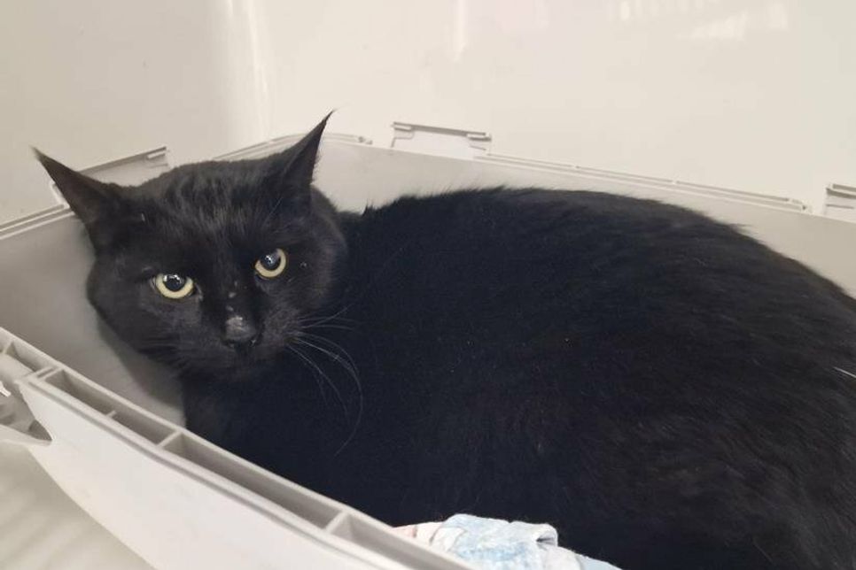 Wer vermisst diesen Kater?