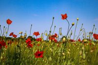 Zarte Schönheiten: Sabrina Rodich fotografierte in Kellenhusen diese Mohnblüten vor blauem Sommerhimmel.