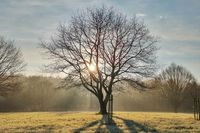 Wie gemalt wirkt die Natur, wenn früh am Morgen noch ein leichter Nebel mit dabei ist. Sonja Drews schickte uns dieses zauberhafte Motiv aus dem Kurpark Lensahn.