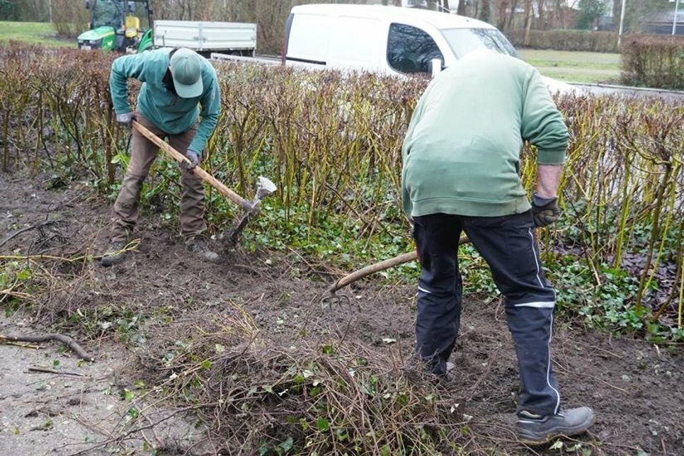 Im Zuge der jährlichen Kurparkpflege werden in der Nähe der Veranstaltungsfläche am Spielplatz aktuell in vorderer Reihe Pflanzen entnommen, um dort einen Blühstreifen anzulegen.
