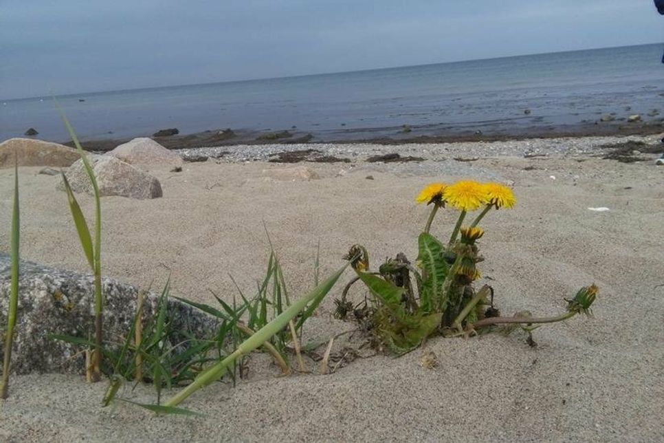 Naturfotografien im Klappkartenformat.