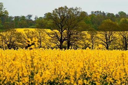 Foto: Marianne Schreier.