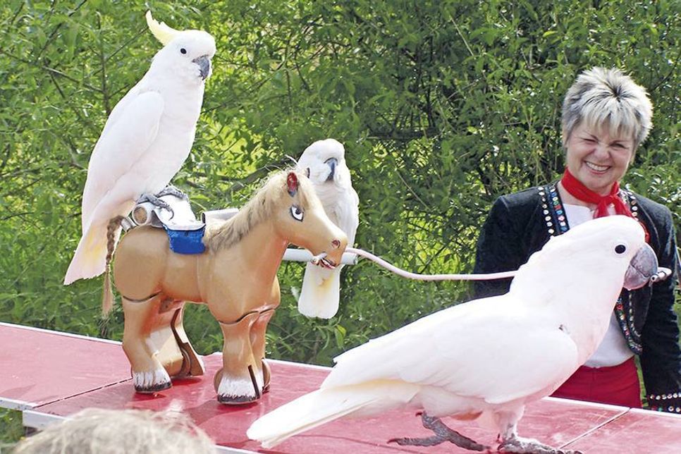 Eine lustige Kakadu-Show gehört zum bunten Rahmenprogramm am Sonntag. (Foto: Archiv)