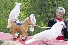 Eine lustige Kakadu-Show gehört zum bunten Rahmenprogramm am Sonntag. (Foto: Archiv)