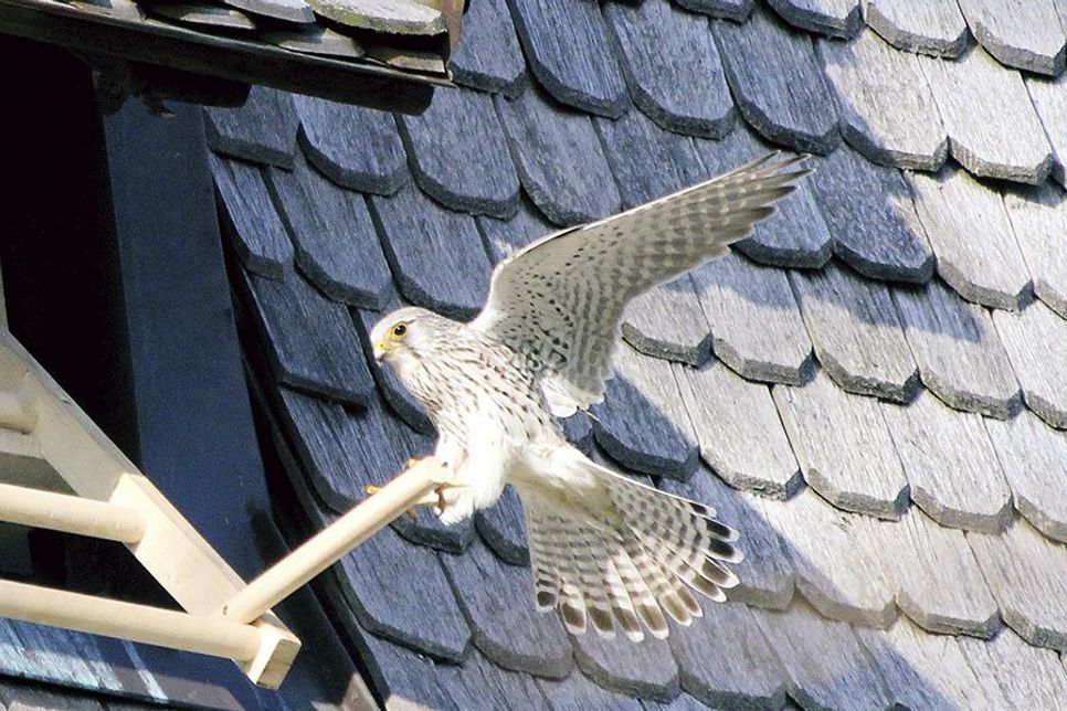 Der erste Anflug eines Turmfalken nach Fertigstellung des Brutkastens in der Schallluke der Gleschendorfer Kirche. (Foto: Anja Fingerhut-Fenner/hfr)
