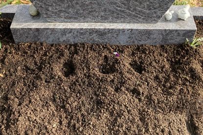 Die Grabstelle am folgenden Tag: nur noch Löcher, wo tags zuvor die Stiefmütterchen zu sehen waren.