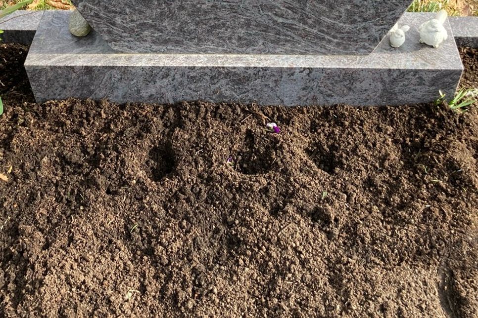 Die Grabstelle am folgenden Tag: nur noch Löcher, wo tags zuvor die Stiefmütterchen zu sehen waren.