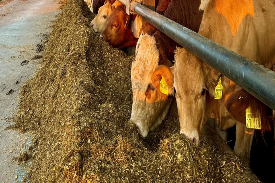 365 Tage frische Luft und hochwertiges Futter aus eigenem Anbau sorgen für gesundes Fleisch.