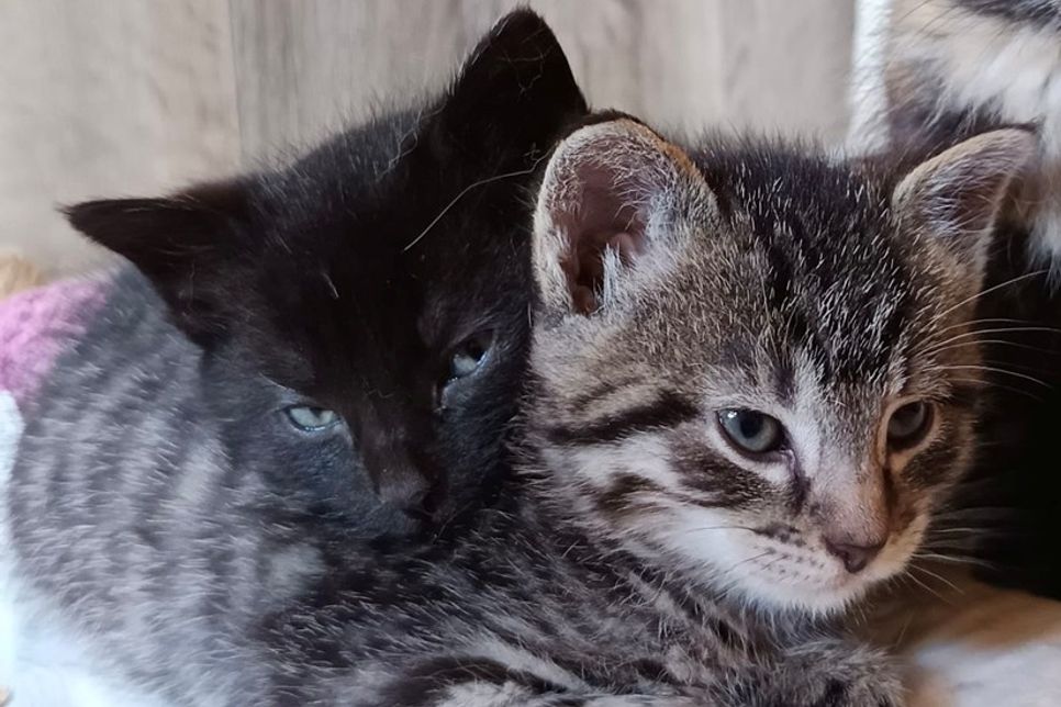 Nolan und Nisha suchen gemeinsam ihr Für-immer-Zuhause.