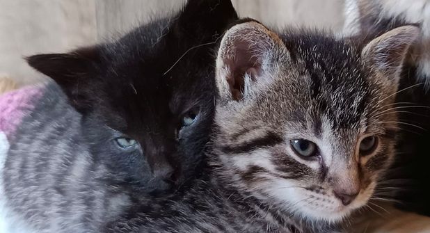 Nolan und Nisha suchen gemeinsam ihr Für-immer-Zuhause.