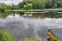 Zum Schutz der Gelege hat der Umweltbeirat der Stadt Bad Schwartau jetzt eine „Schwaneninsel“ im Kurparksee installiert.