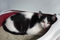 Die scheue, kleine Katze wartet auf ihre Besitzer.