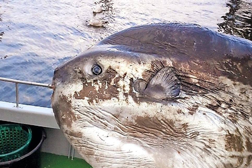 Dieser „Mondfisch“ ging den Niendorfer Fischern vor Haffkrug ins Netz. (Fotos: privat)