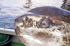 Dieser „Mondfisch“ ging den Niendorfer Fischern vor Haffkrug ins Netz. (Fotos: privat)