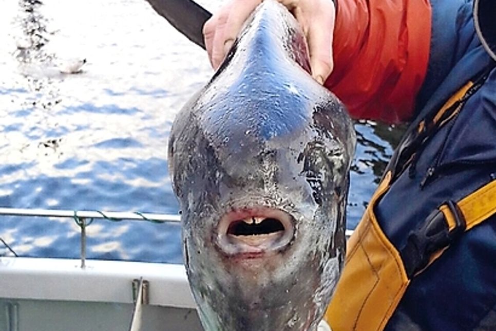 Das seltene Exemplar, das sich in die Ostsee verirrte, wiegt zehn Kilo und ist 40 Zentimeter breit, hier die Ansicht von vorne.