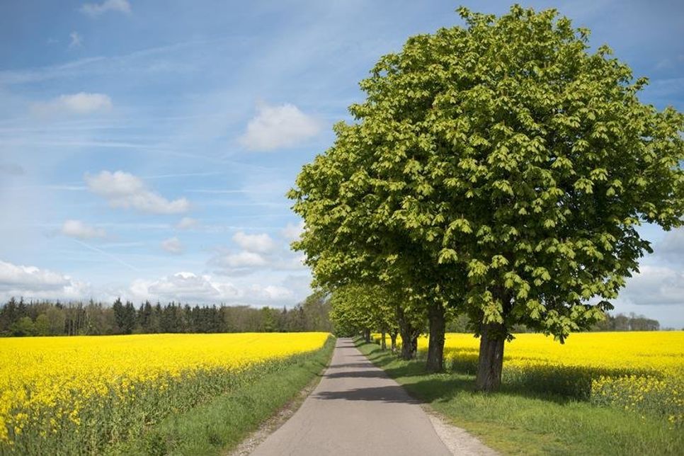Die gesamte Ostseeregion ist zu dieser Jahreszeit ein beliebtes Ausflugsziel.