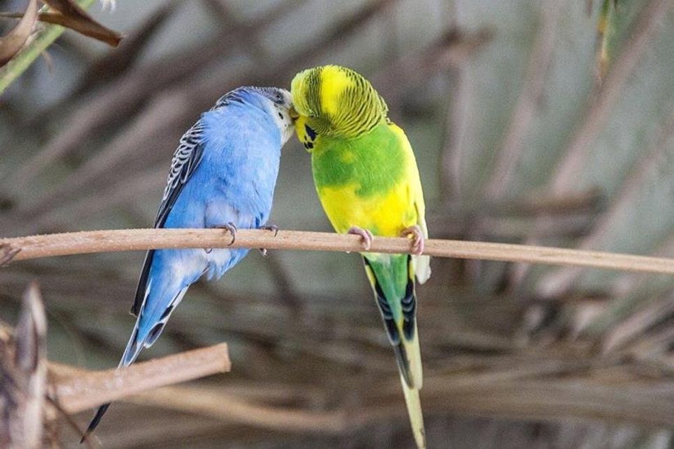 Der Wellensittich ist eine Vogelart, die zur Familie der Papageien gehört.