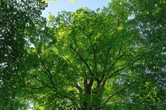 Alte Bäume, hier alte Sommerlinden, sind ein Schatz der Natur. Auf der Baumwanderung lernen die Teilnehmenden sie besser kennen.