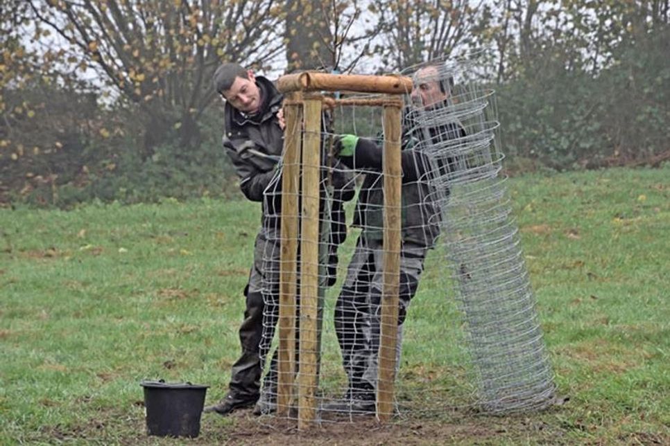 Mit einer Drahtumzäunung werden die noch jungen Gehölze vor Beschädigungen durch Wild geschützt.
