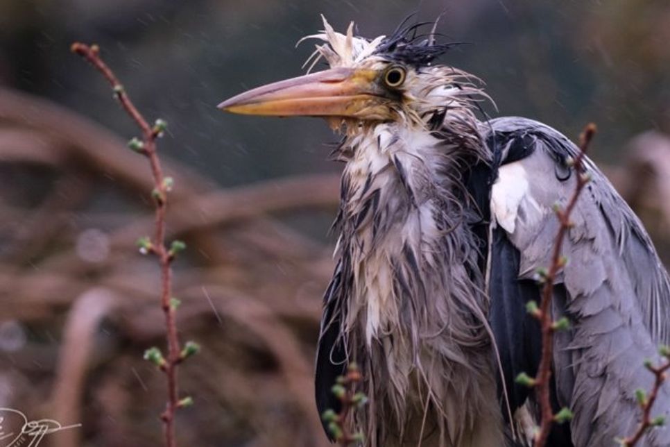 Regenwetter am Niederrhein