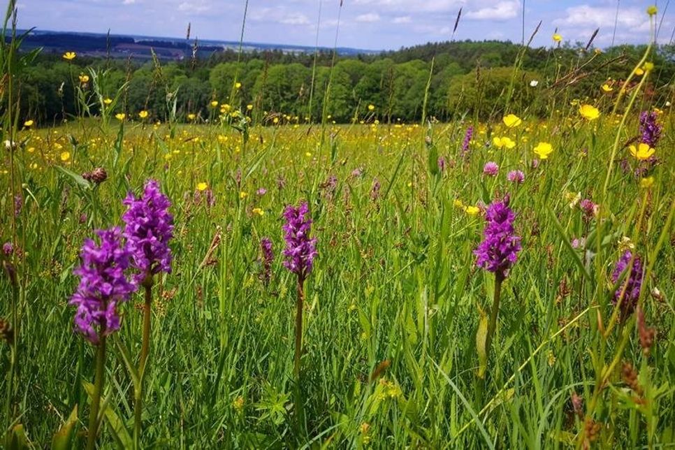 „Der Film ist ein Notruf zur Rettung der artenreichen Wiesen“, sagte Professor Dr. Fritz Vahrenholt, 2019 Alleinvorstand der Deutschen Wildtier Stiftung über den abschließenden Film des Kino-Sommers 2022 auf dem Pfarrhof Schönwalde, „Die Wiese - Ein Paradies nebenan“.
