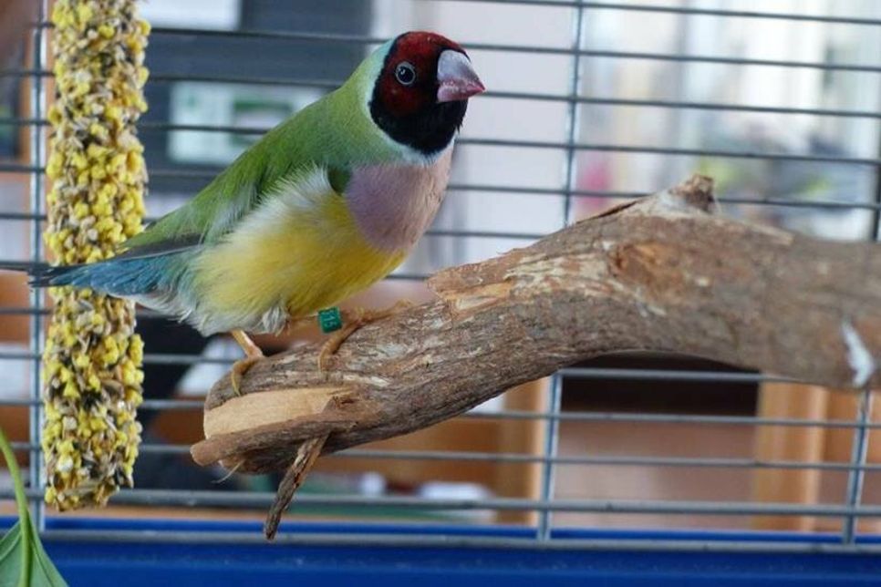 Wer vermisst diese Goldamadine?