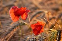 Foto: Marianne Fiedler.