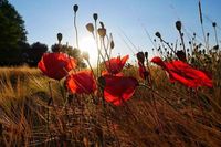 Foto: Marianne Fiedler.