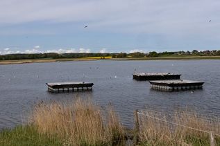Auf diesen Flößen ziehen Flussseschwalben ihre Jungen auf.