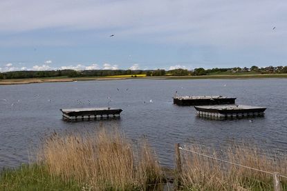 Auf diesen Flößen ziehen Flussseschwalben ihre Jungen auf.