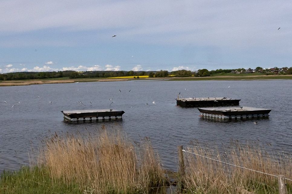 Auf diesen Flößen ziehen Flussseschwalben ihre Jungen auf.