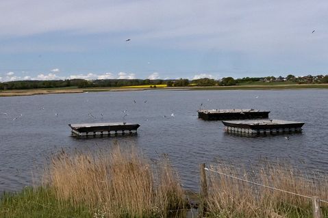 Auf diesen Flößen ziehen Flussseschwalben ihre Jungen auf.