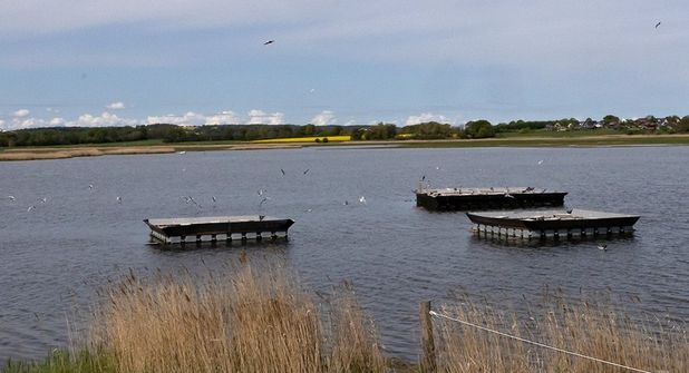 Auf diesen Flößen ziehen Flussseschwalben ihre Jungen auf.