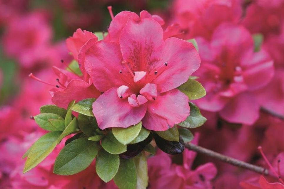 Rhododendron. Foto: Bund deutscher Baumschulen e.V./pixabay.com/akz-o