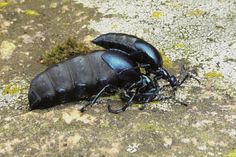 Meloe proscarabeus, Schwarzblauer Ölkäfer, Mänchen und Weibchen.