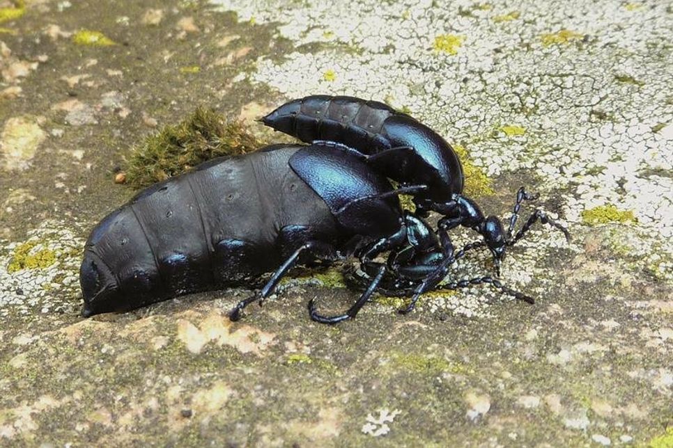 Meloe proscarabeus, Schwarzblauer Ölkäfer, Mänchen und Weibchen.