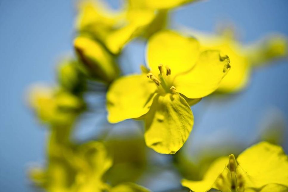 Der Duft der Blüten ist für viele bezeichnend für den Frühlingsbeginn.