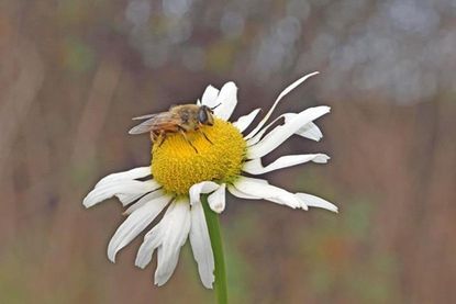 Eine große Schwebfliege hat sich bei stürmischem Wetter auf einer Margeritenblüte niedergelassen.