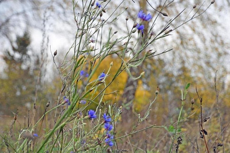 Die einjährige blaue Kornblume zeigt sich im November noch mit zahlreichen Blüten, hat aber auch schon Saat für die nächste Vegetationsperiode gebildet.